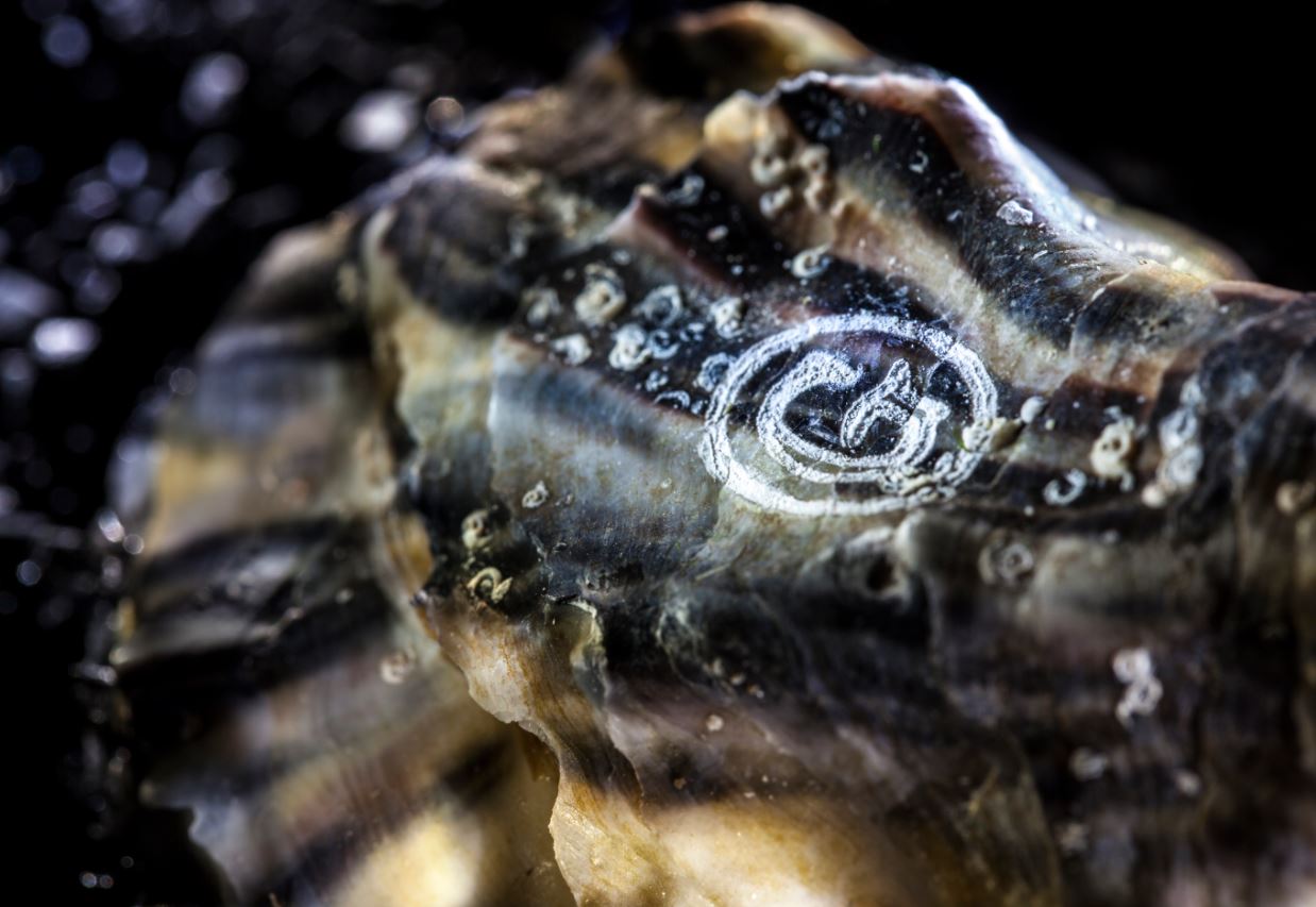 ostryga speciales gillardeau