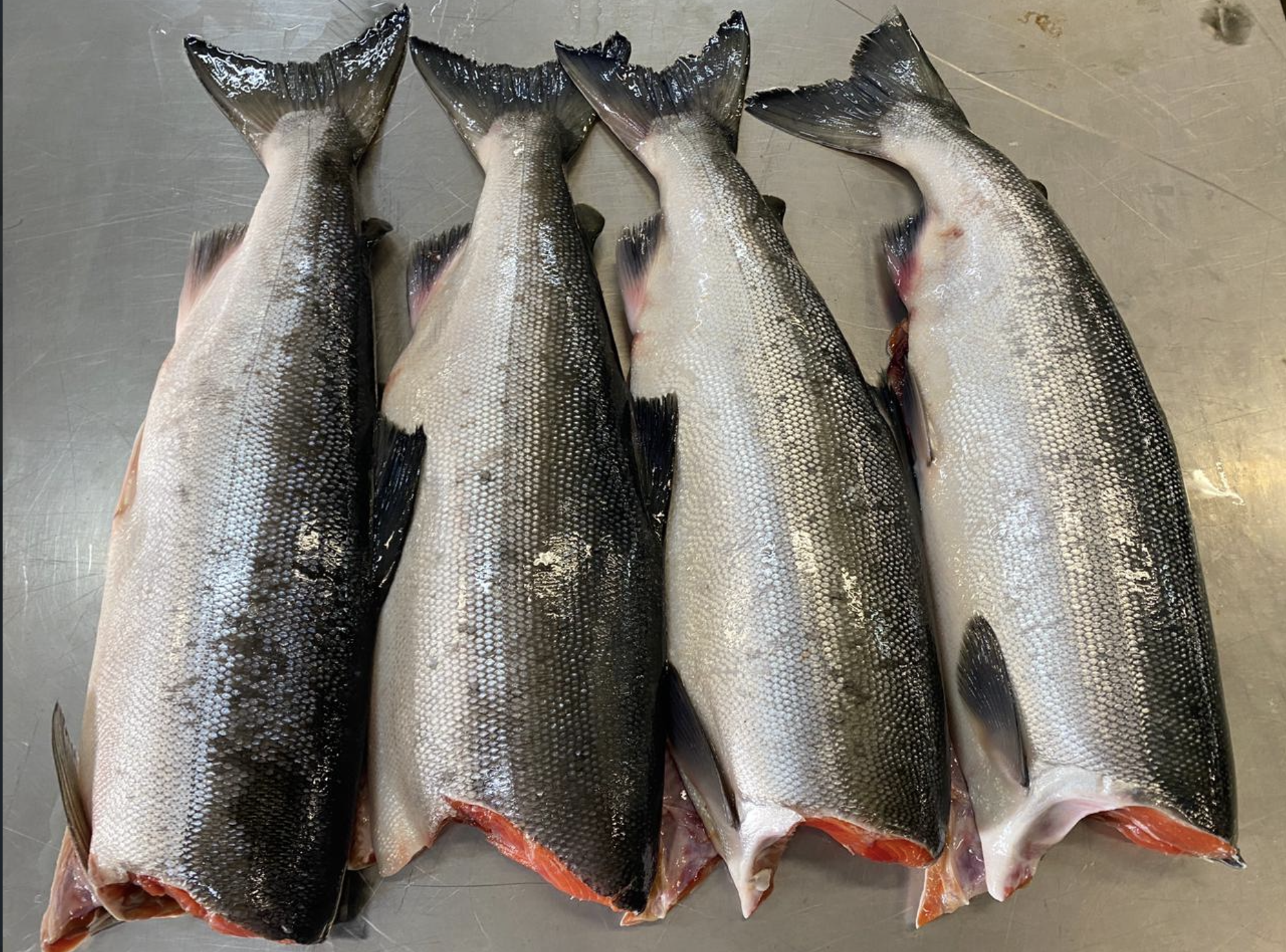 Łosoś Sockeye filet 750-900 g