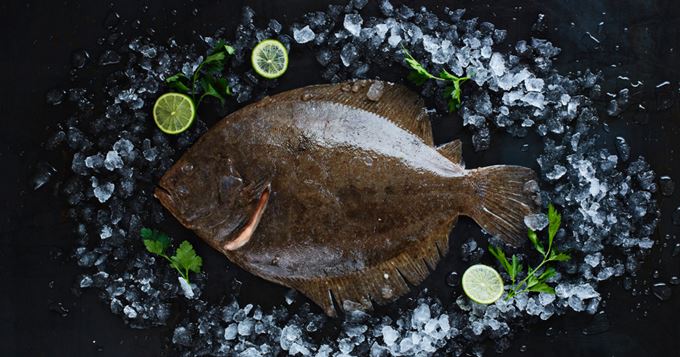 Turbot świeży